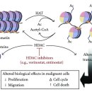 Re: DNA methylation과 protein methylation, histone acetylation, deacetylation의 이해 이미지