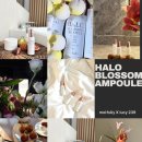 아뜰리에 모이 | [공지] 슈퍼리프팅 앰플 모이풀리 헤일로블로썸 앰플후기