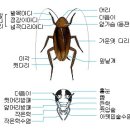 바퀴벌레의 위대함 보단 엄청난 생명력 그리고 지겨움 이미지