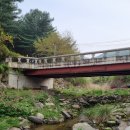 잣나무솔향기 이미지