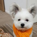 파피용
