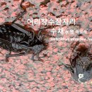 어리장수잠자리수채 水蠆 애벌레 이미지