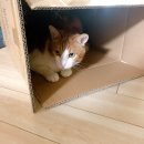 다이소 봉일천점 이미지