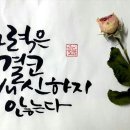 망고핏