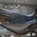 서대문자연사박물관 이미지