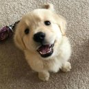 아기강아지 이미지