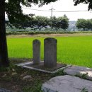 용문산 은행나무길(물소리길 6코스) 이미지