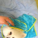 뽀송펫 | 삶의 질 상승템, 아뮤어스 아보카도 펫타월 솔직 후기