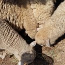 무등산양떼목장 이미지