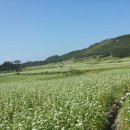 관매도곰솔