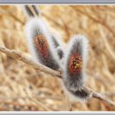 버들민박 이미지