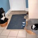 개와 고양이 이미지