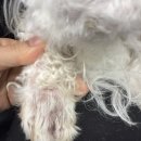 어썸펫동물병원 이미지