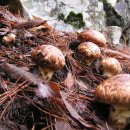 경북청송 자연산 야생 송이버섯을 직거래로 판매합니다.올해는 송이버섯 판매 종료합니다. 내년을 기약하며 이미지