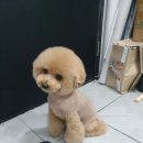 응암애견 이미지