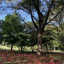 백일홍상사 이미지