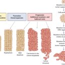 G00005 | 악성종양의 생물학(Biology of Malignant tumor)