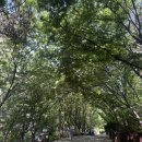 빛과숲건강생활 | [열한 번째 이야기] 초록빛 숲길 따라다녀온 계양산 산행 후기 🌿