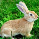 대한토끼 이미지