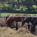 미르오름 이미지