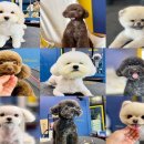 옐로삭스(애견미용) 이미지