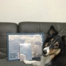 노나먹개 이미지