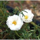 늘붐화원 이미지