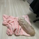 에덴동물병원 | [파주/운정]에덴동물의료센터: 애견병원추천 동물병원후기 (자궁축농증 결석수술 비용)