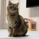 우일약국 | A형독감 인플루엔자 증상 및 치료방법 독감검사비용 수액 (예방접종 맞아도 걸림)