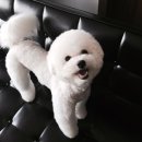 봉순이 - 양양군 | 봉순이