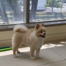 댕겨올개 이미지