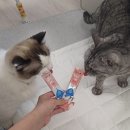 좋은물 | 물 안 마시는 고양이? 고양이 수분 보충에 도움, 캣츠모리 물좋은 스틱 급여 후기