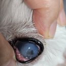 통영숲동물의료센터 | 짱구 눈이 많이 붓고 눈을 못뜨고 있어 죽림에 있는 숲 동물병원 댕기옴