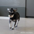 신길S동물의료센터 이미지