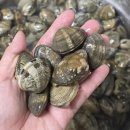 삼해수산 | 참바지락 택배추천 참바지락 전문 삼해수산 바지락3kg 택배후기