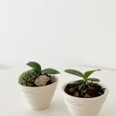 로자리안 이미지