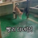 금동이네 이미지