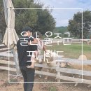 법인포니랜드