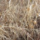 막둥이네 이미지