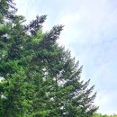 법수치리 120 이미지