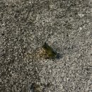 토르스테이 이미지