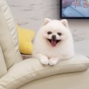 살롱드 207 | 상무지구 애견미용 네일까지 함께 받는 살롱드207