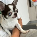 모라동물병원 이미지