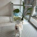 멍키매직 이미지