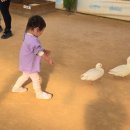 무럭무럭(주) | [용인] 20개월 아기와 용인 무럭무럭농장 나들이: 모래놀이부터 동물 교감까지 완벽 정복!