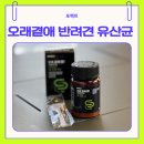 피부愛 | 강아지 유산균 추천 노견 뿌꾸를 위한 포펙트 오래곁애(愛) 반려견 유산균 후기