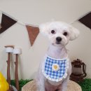 댕바라기 | [애견 미용] 광진구 애견 미용실 댕바라기 미용 후기