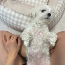 꼬민이네 | 강아지 로션 피부보습에 좋은 '펫케어솝 엘피스겔' 내돈내산 후기