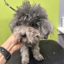 이로애견미용실 | 🐾 16살 노령견 이로의 미용 이야기