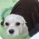 돋보이 개 이미지